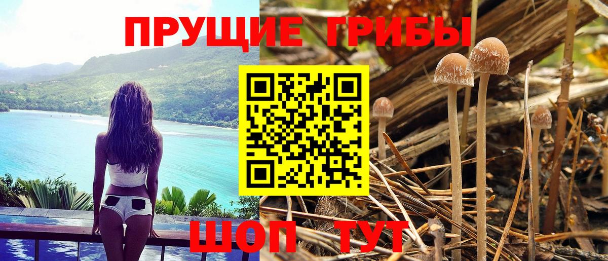 Галлюциногенные грибы Psilocybine cubensis Истра